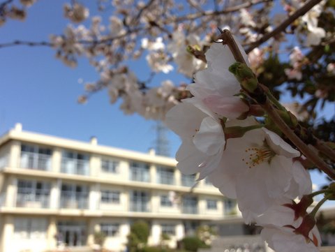 桜咲いたよ！