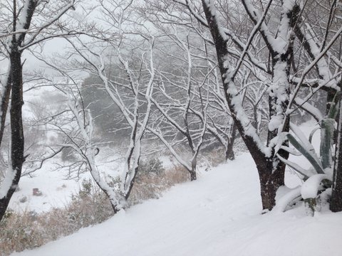 弘法山麓も雪化粧