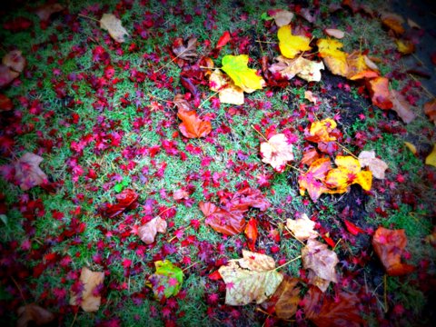 雨上がりの落ち葉たち