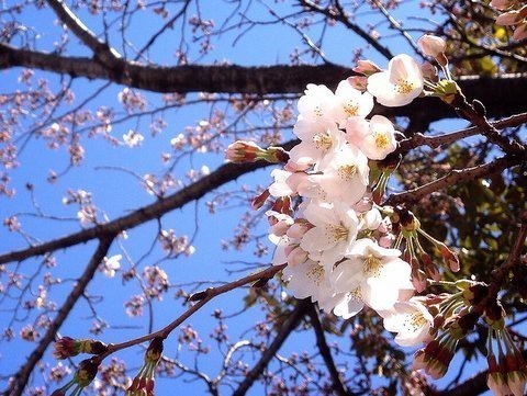 桜が咲いたよ！