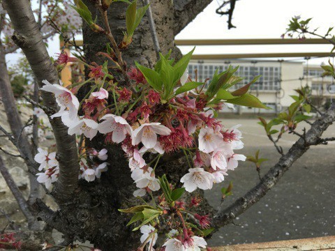 桜の定点観測