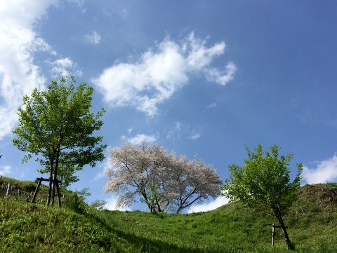 小高い丘の上に咲く桜