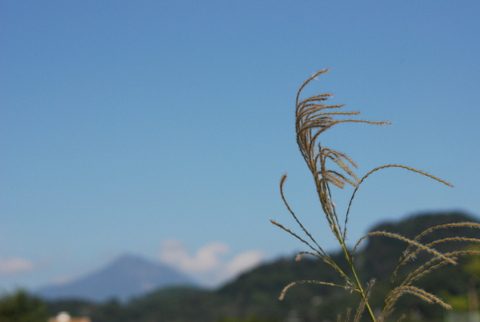 ススキと磐梯山