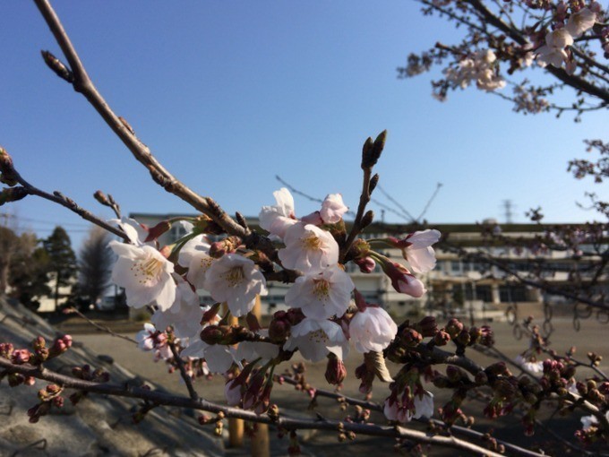 2017年の桜は遅めだね。