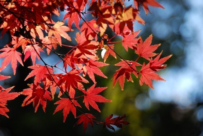弘法山の紅葉