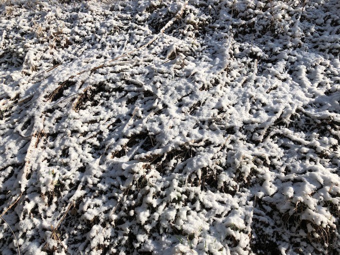 「花冷え」雪も降る895m