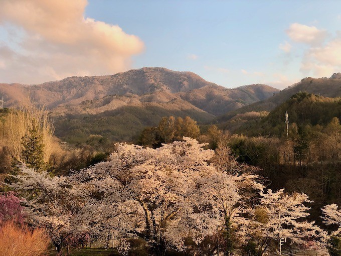 夕刻の桜と茂来山