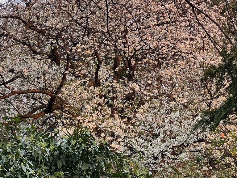 朝焼けと山桜
