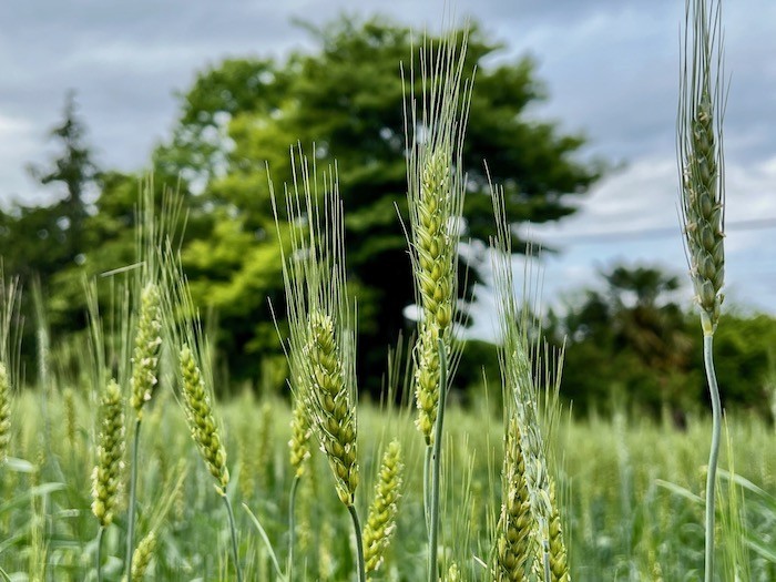 秦野の麦畑