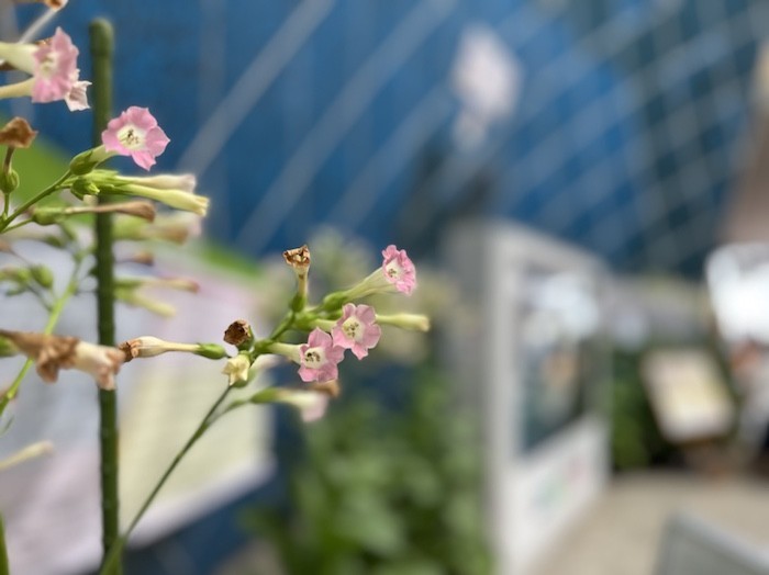 たばこの花