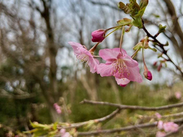 河津桜が開花した1月
