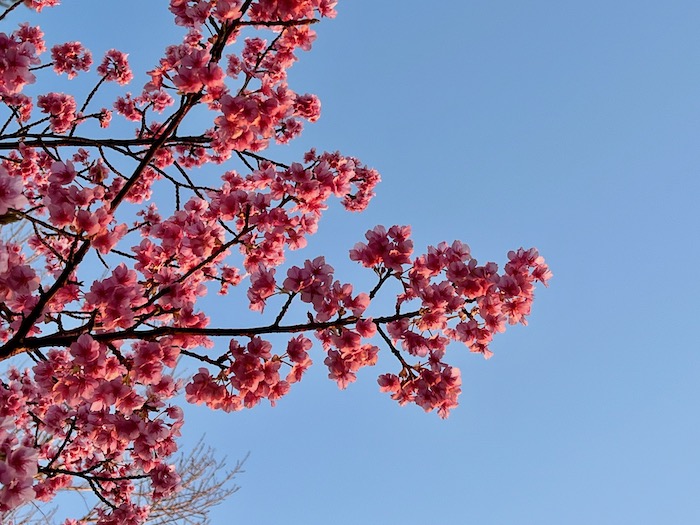 弘法山の麓に咲く河津桜