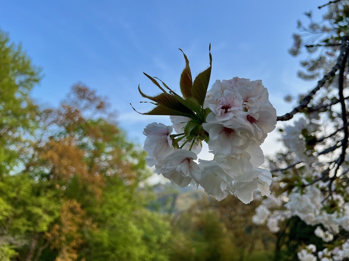 弘法山の麓に咲く八重桜