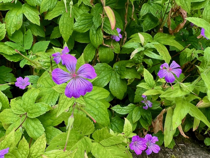 Geranium nodosum