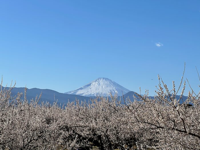 曽我梅林からの富士山