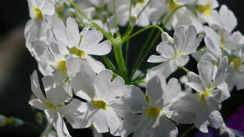 白いサクラソウ(COOLPIX S500で撮影)