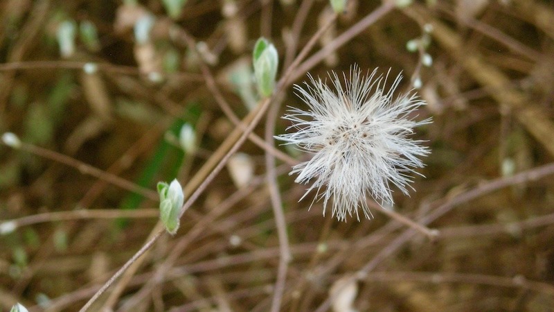 COOLPIX S500で撮影